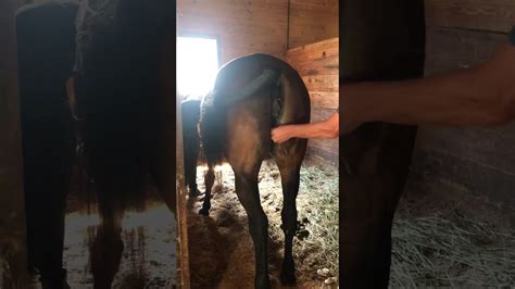 horse pussy porn|Horse gets her pussy masturbated in horse porn .